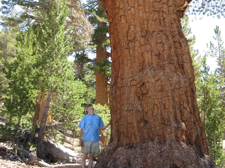 A western white pine in Kings Canyon National Park, Ca, towers over USGS ecologist Nathan Stephenson.