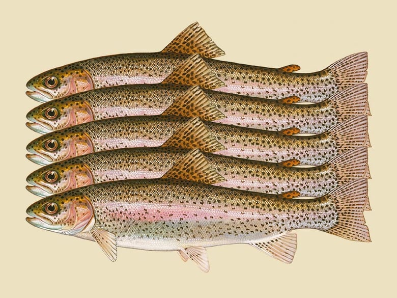 A Quintet of Trout! | Image: US Fish and Wildlife Service [public domain]