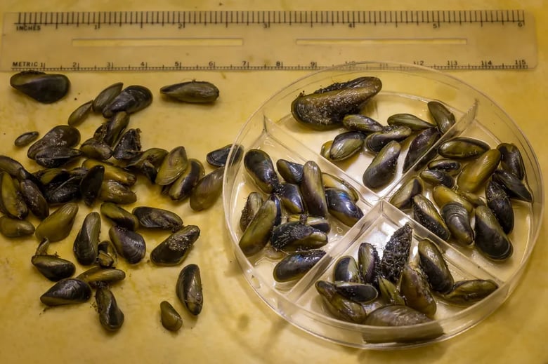Invasive golden mussels, shown at a California Department of Water Resources lab, might crowd out native species in waterways and clog parts of the state’s massive water projects. Invasive golden mussels, shown at a California Department of Water Resources lab, might crowd out native species in waterways and clog parts of the state’s massive water projects.