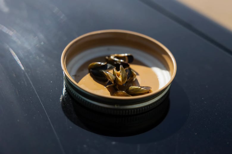 Golden mussels on a jar lid at Thermalito Forebay in Oroville. Warden Mark Rose uses the saved mussels to help Allee, a Belgian Malinois, detect them on watercraft. Golden mussels on a jar lid at Thermalito Forebay in Oroville. Warden Mark Rose uses the saved mussels to help Allee, a Belgian Malinois, detect them on watercraft.