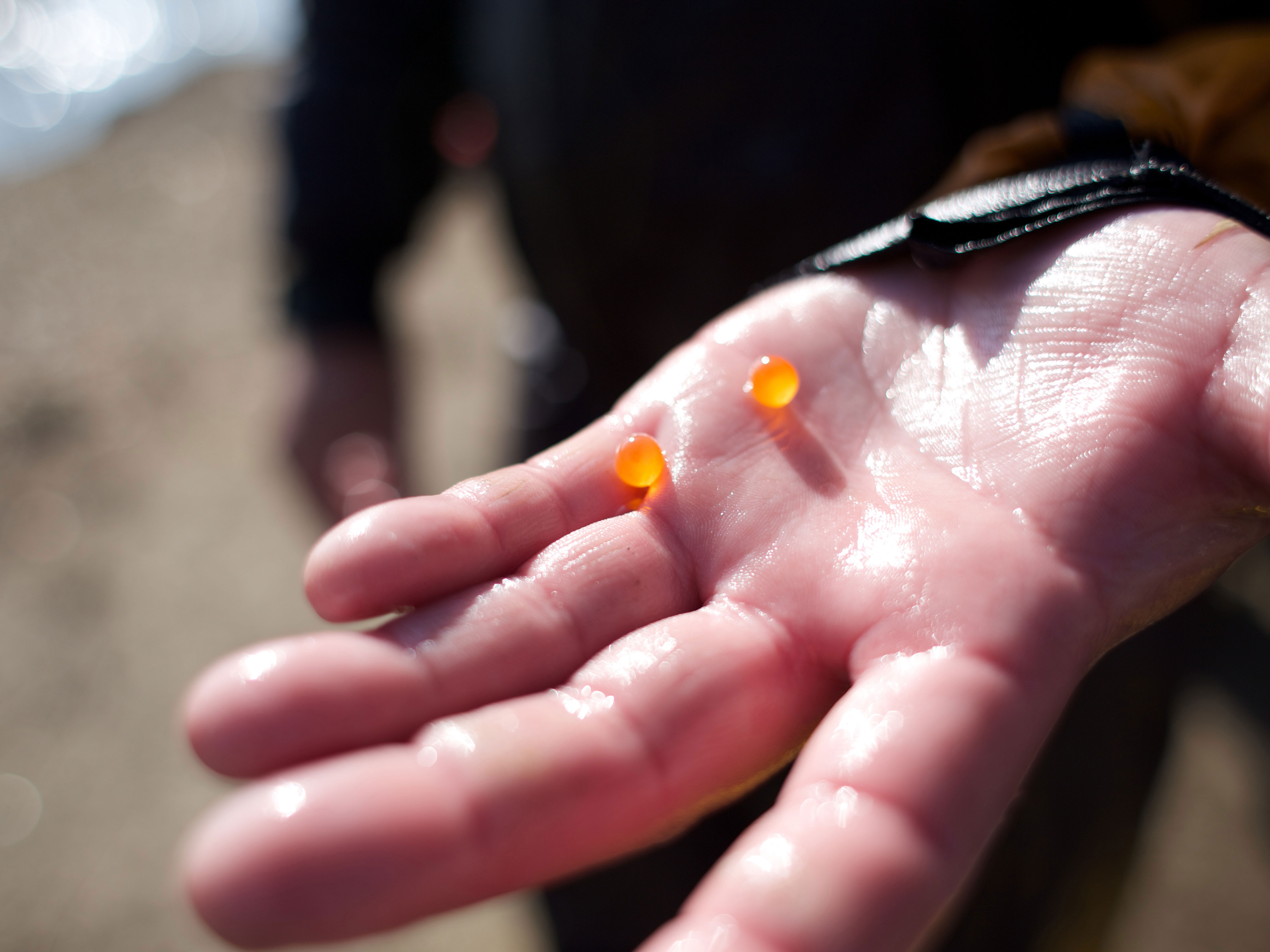 Fertilized Salmon Eggs Injected Into Feather River To