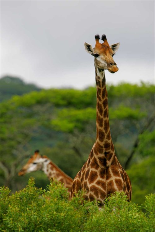 giraffe-vert