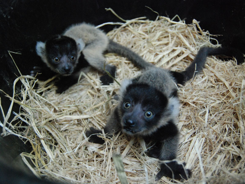 0630-Black -and -White -Ruffed -Lemur -Infants -p