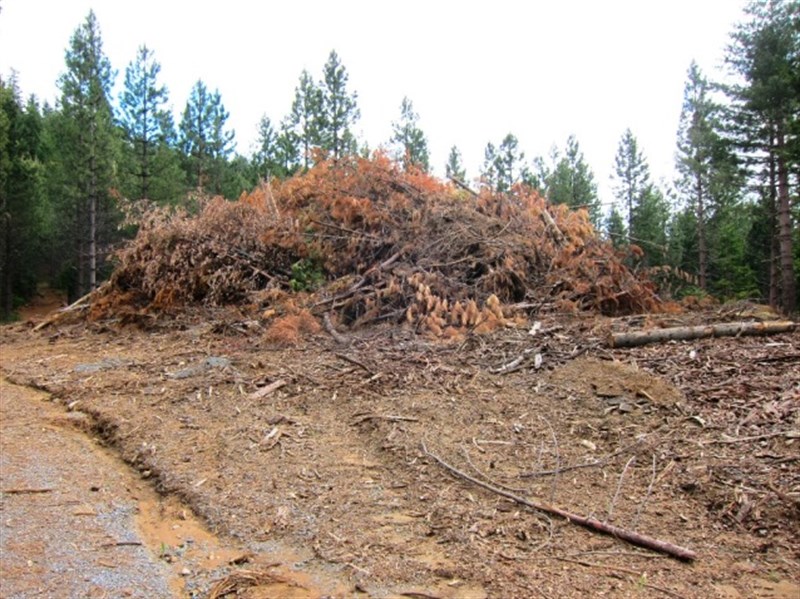 biomass slash pile