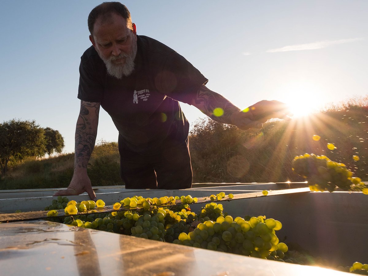 Craig Haarmeyer sorts through grapes looking for leaves and gauging the quality of the fruit.