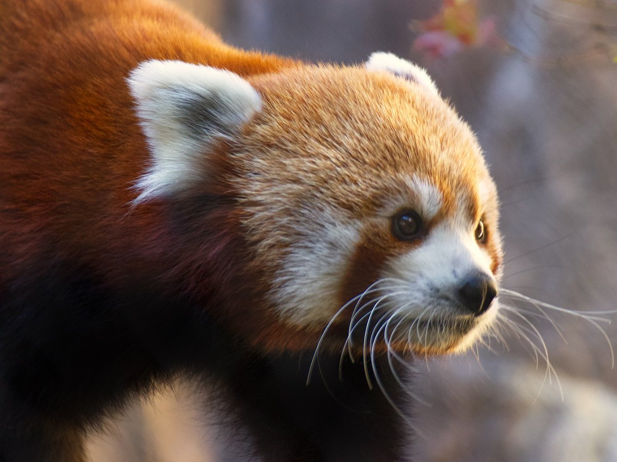 David Bowie, a resident red panda at the Sacramento Zoo.