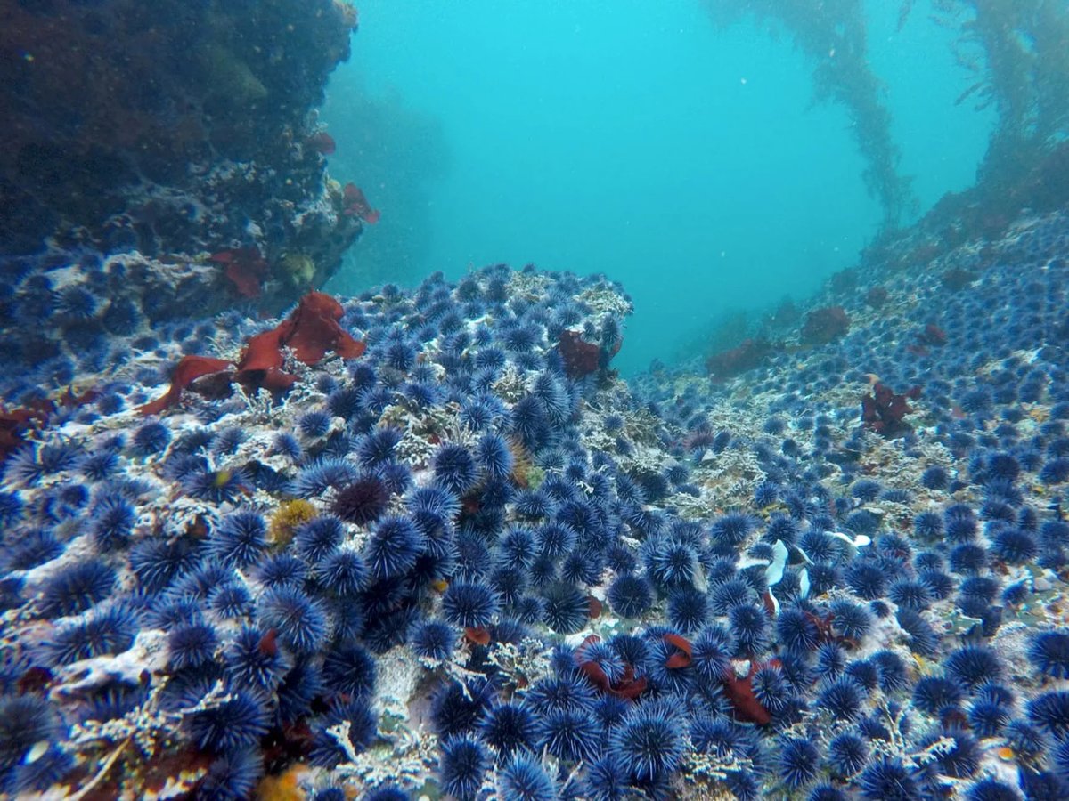 Purple sea urchins have boomed off Northern California, destroying kelp forests that provide a crucial ecosystem.