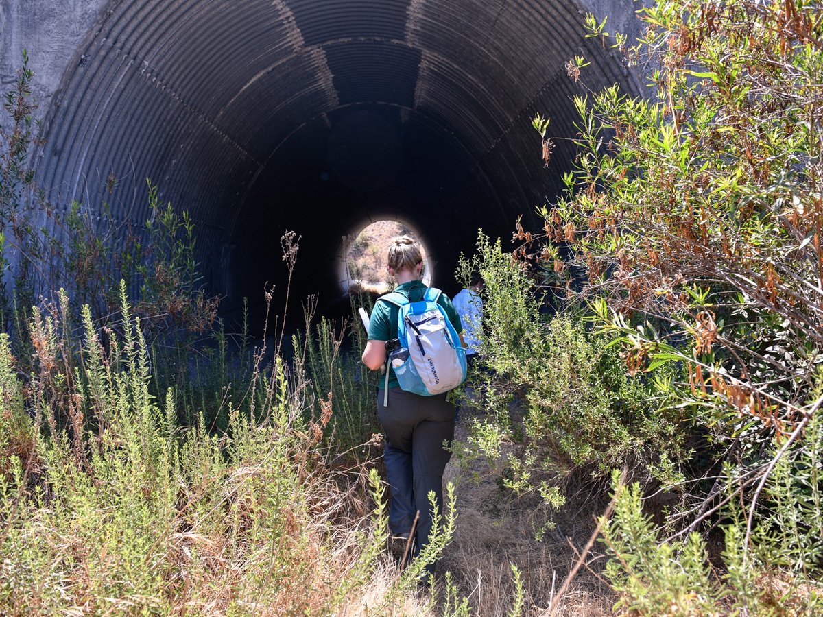 Michelle Mariscal, an ecologist for the Puente Hills Habitat Preservation Authority, walks into the Harbor Boulevard Wildlife Underpass in La Habra Heights, on June 30, 2021.