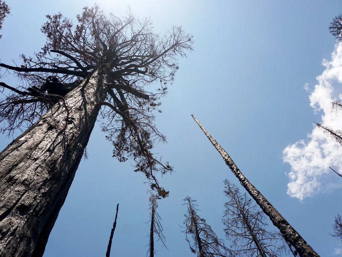 The 2020 Castle Fire burned the Alder Creek sequoia grove with extreme intensity, killing many of the 1,000-year-old trees there. Without any green foliage, the trees can't survive or resprout.