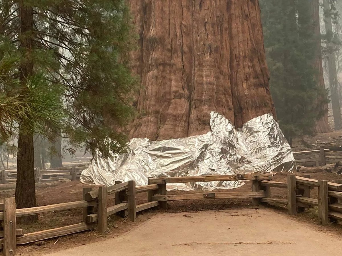 Firefighters wrapped foil around the base of the General Sherman tree to protect the gigantic sequoia from an intense wildfire.