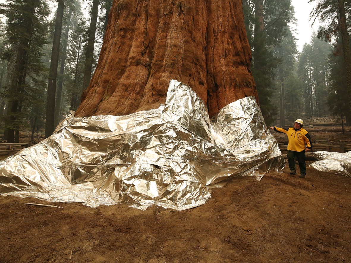 Gov. Gavin Newsom held a news conference on Thursday at Sequoia National Park — where firefighters have been battling to protect ancient groves.