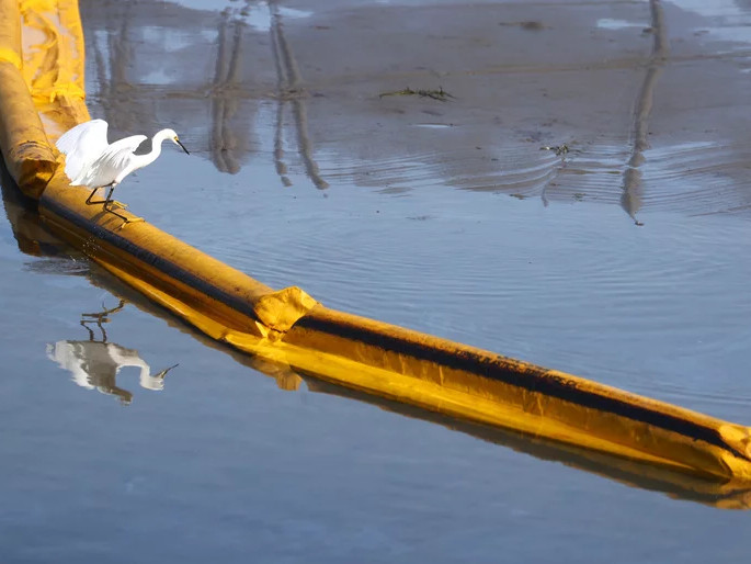 A bird balances on a temporary floating barrier used to contain oil that seeped into Talbert Marsh, home to about 90 bird species, after a 126,000-gallon oil spill off the coast of Huntington Beach, Calif., over the weekend.