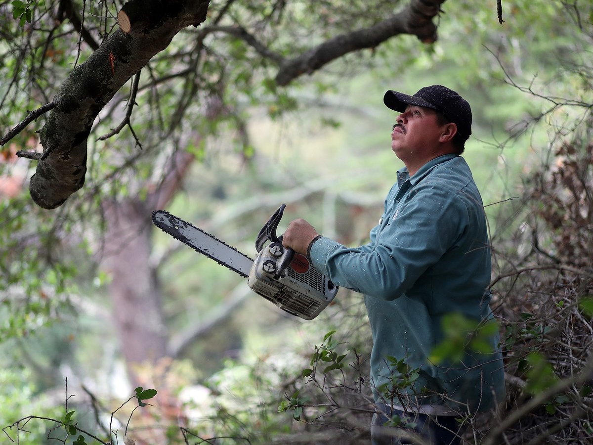 Jorge Mijango of Ken's Rototilling and Landscaping uses a chainsaw to cut trees for fire mitigation at a property along Via Floreado road in Orinda on Nov. 16, 2021.