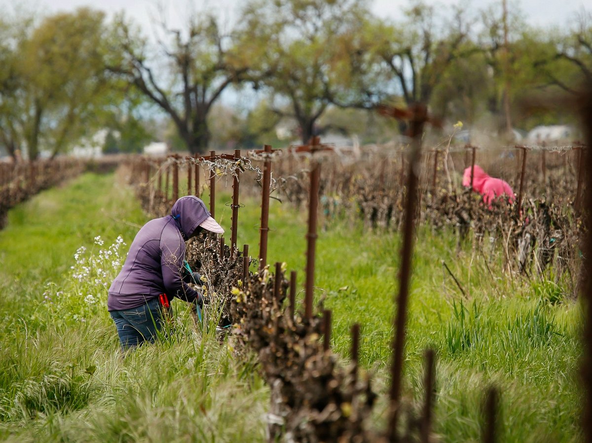 Farmworkers work at the Heringer Estates Family Vineyards and Winery in Clarksburg on March 24, 2020.