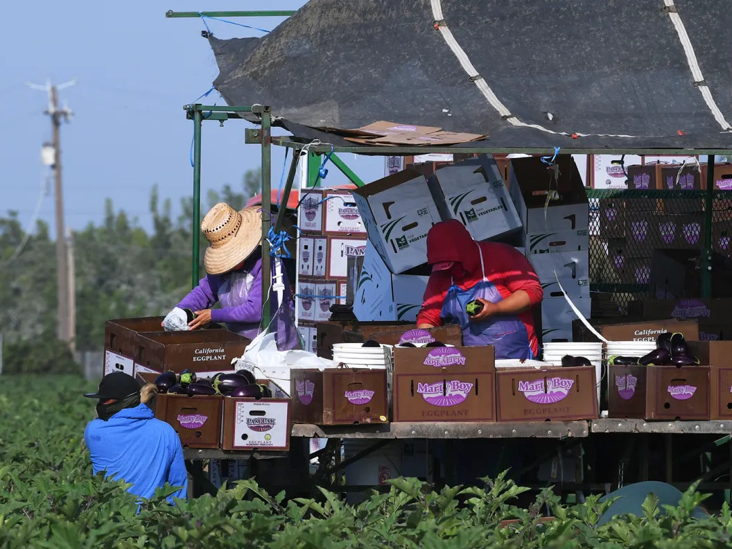 Farmworkers harvest eggplant in a field near Fresno on Sept. 17, 2021.