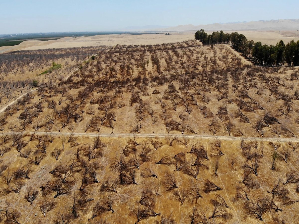 In this aerial photo is an abandoned almond orchard in Newman, Calif., on July 20, 2021.