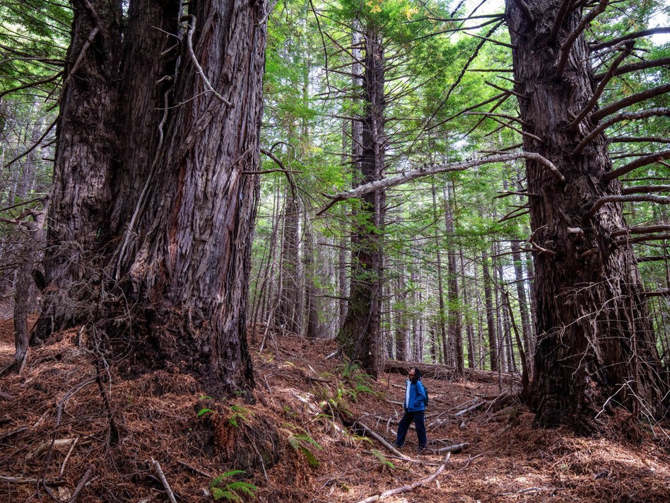 Save the Redwoods League has donated more than 500 acres of redwood forestland to the InterTribal Sinkyone Wilderness Council, a coalition of Native tribes that have been connected to the land for thousands of years.