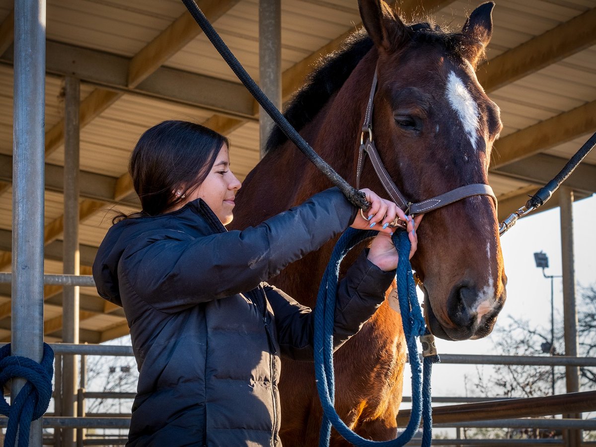 Fresno State equestrian Yasmin Roman attaches a bridle onto Ivan, one of several horses she loves to train and compete with, at the Student Horse Center on Feb. 28, 2022.