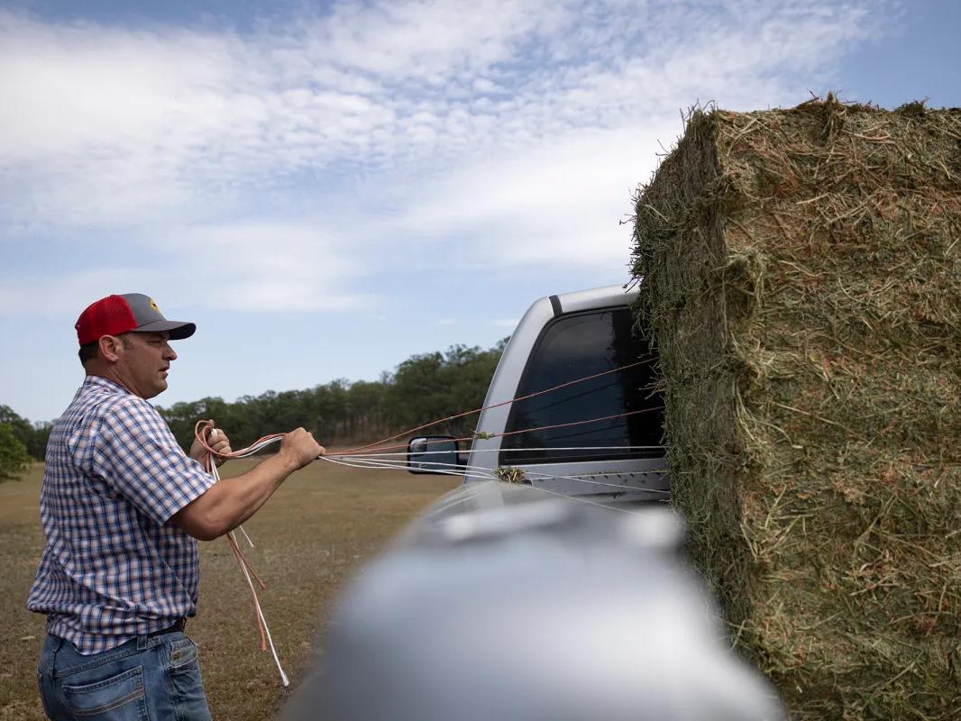The drought has stunted grasses that Josh Davy's cattle usually feed on so he prepares hay for them at his ranch near Red Bluff.