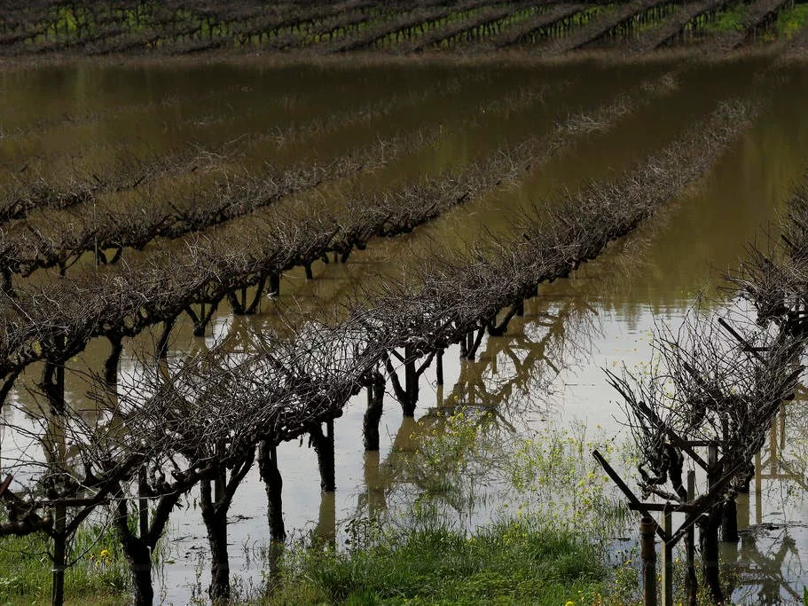 Grape vines at Korbel vineyards are submerged under floodwater Friday, Feb. 10, 2017, near Guerneville, Calif. The Central Valley produces $17 billion worth of crops every year.