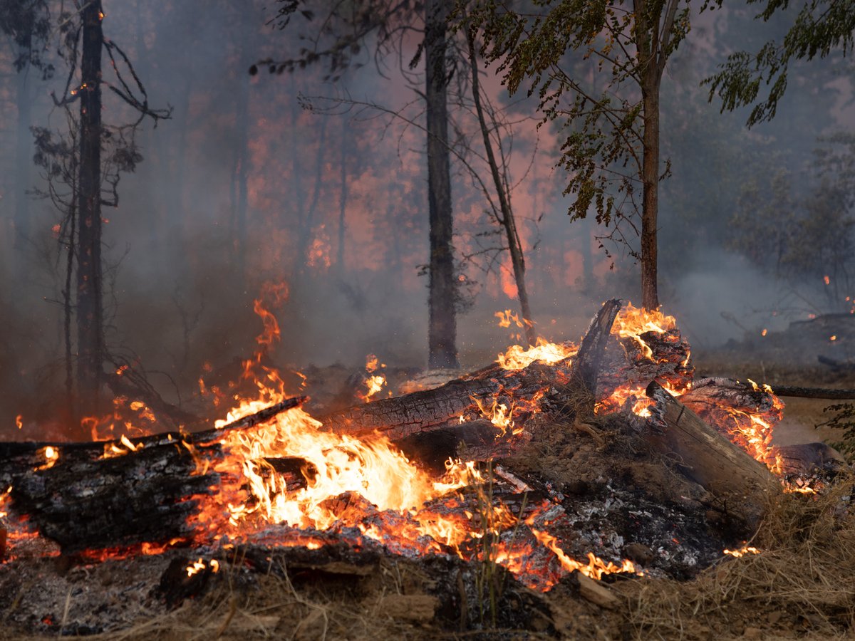 Firefighters manage a back fire operation in Volcanoville, Calif., to fight the Mosquito Fire, Friday, Sept. 9, 2022.