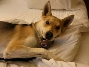 "This dog has never met a stranger in his life," owner Sandra O'Neill said fondly, about the missing dog Zeppelin. "He's a very outgoing, loving dog."