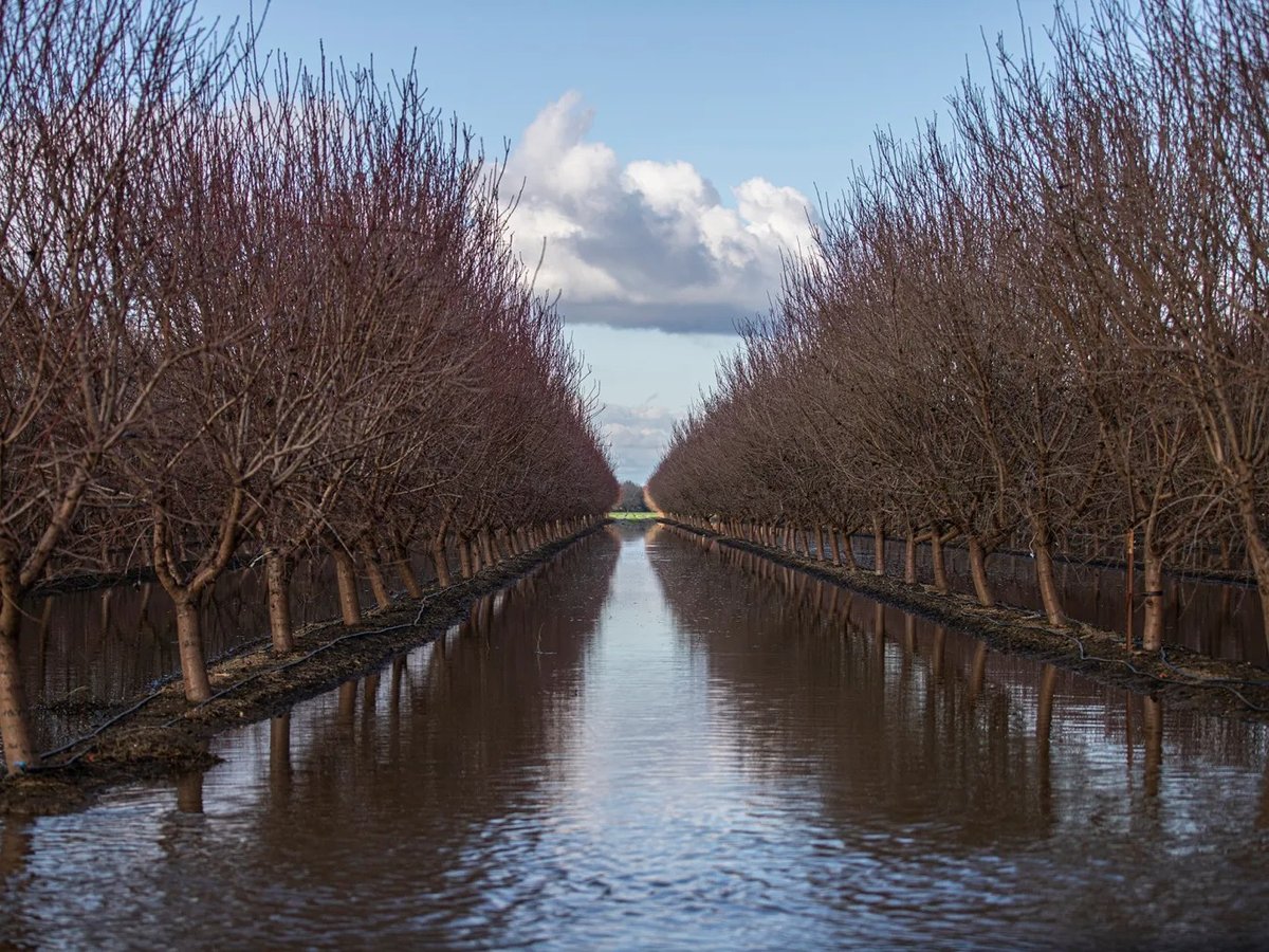 A field of orchards flooded after a series of storms near the town of Planada on Jan. 17, 2023.