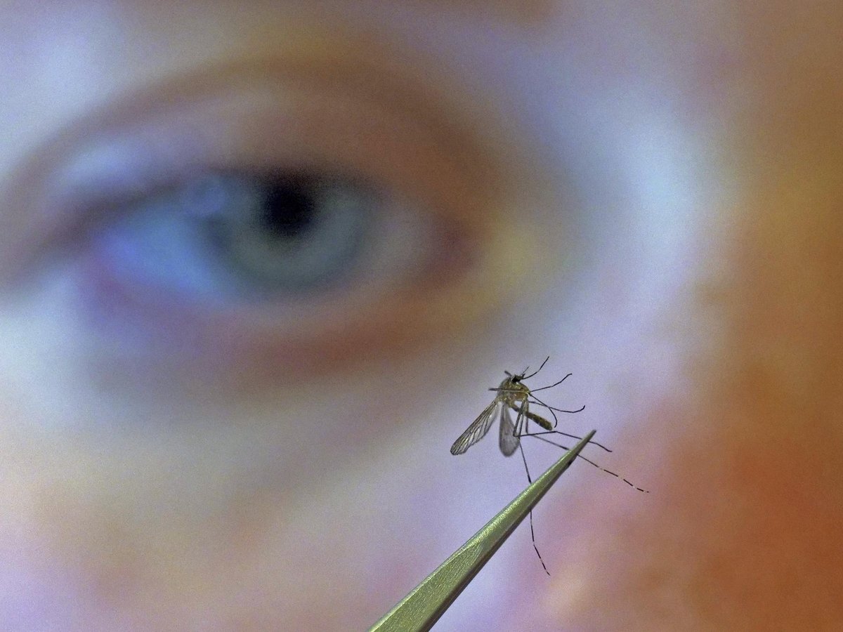 In this Monday, Aug. 26, 2019 file photo, a municipal biologist examines a mosquito in Salt Lake City.