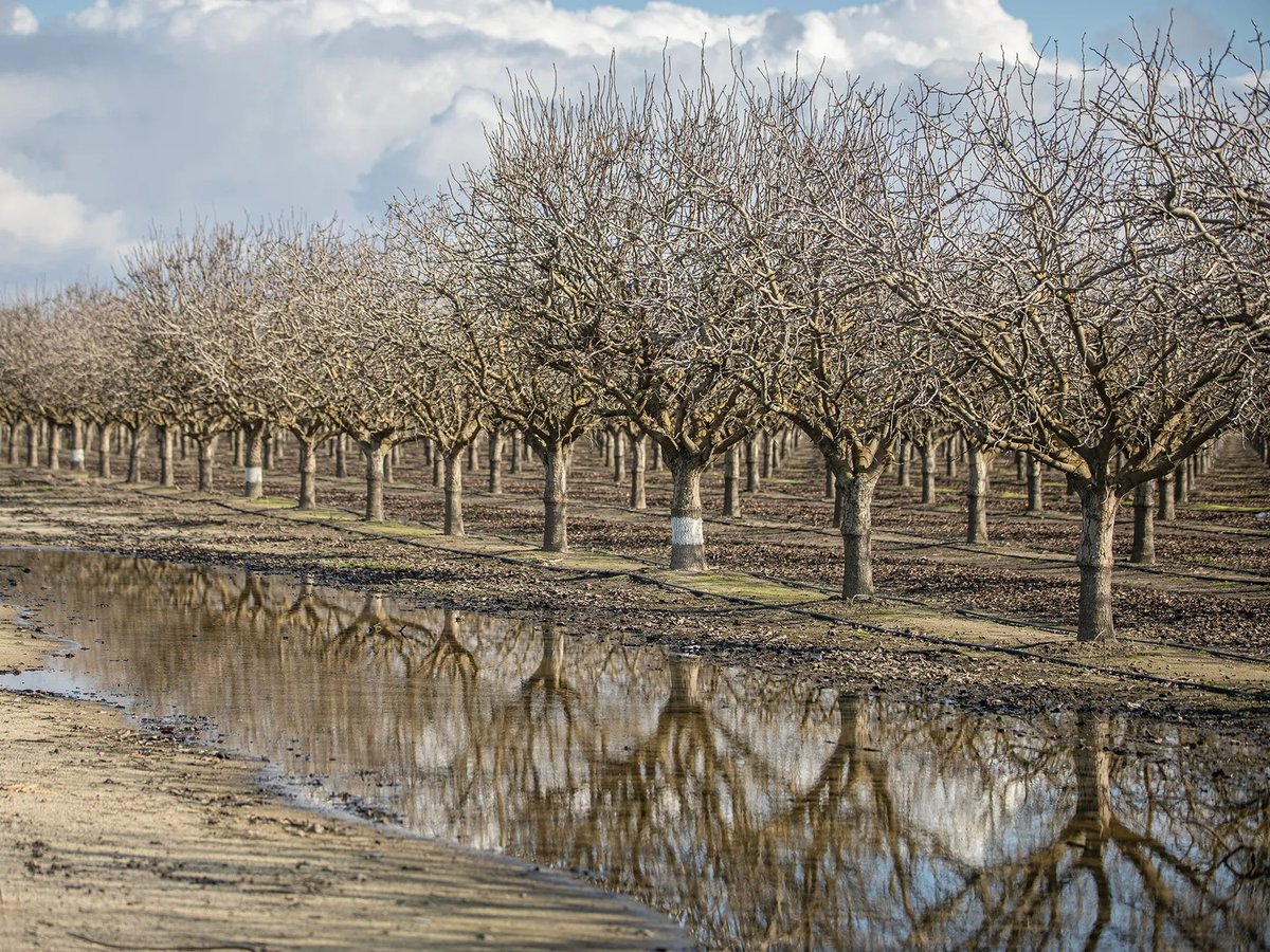 Orchards flooded in Madera County in January, 2023 after storms. Rain flushes nitrates from nitrogen fertilizer into groundwater, contaminating drinking water wells.