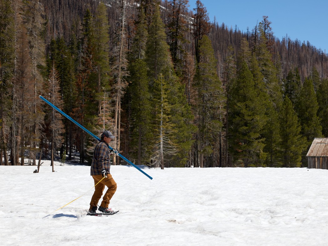 Sean de Guzman with the California DWR walks with a tape measure to determine the next sample location during a snow survey at Phillips Station in the Sierra Nevada Mountains on May 1, 2023.