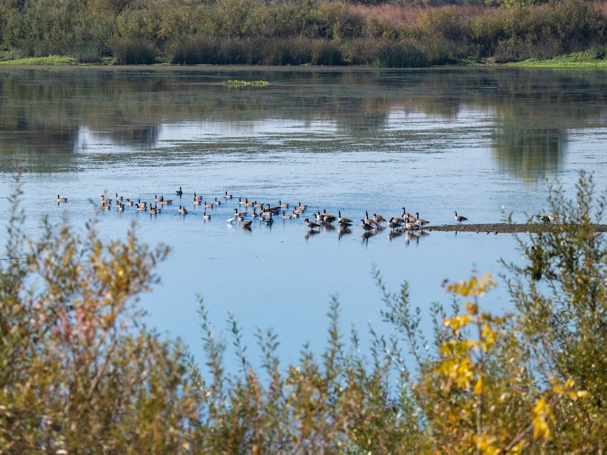 Geese swim in the Sacramento-San Joaquin River Delta on October 13, 2020.