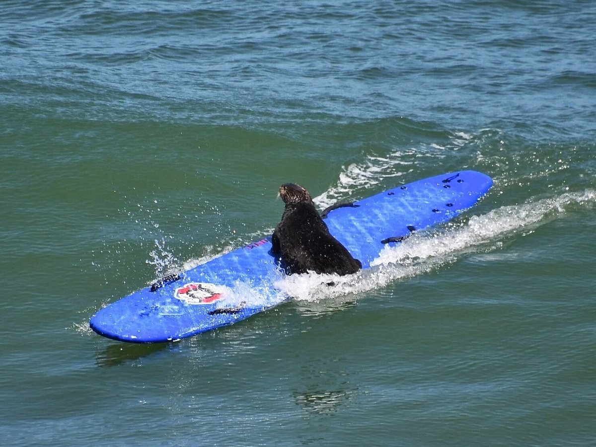 A southern otter in Santa Cruz, Calif., catches a wave after stealing a surfer's board.