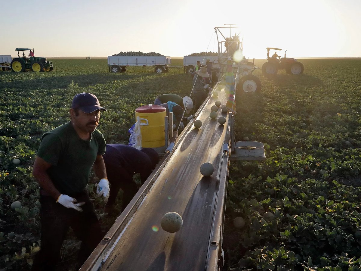 Farmworkers pick melons in the early morning hours in Huron on Sept. 18, 2018.