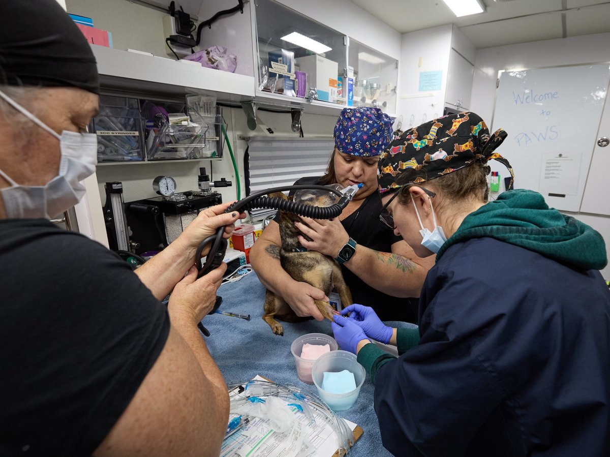 Veterinarian Cynthia Metcalf, left, supervises while registered veterinarian technicians Kaz Grundy, center, and Jessica Gresham, right, work with dog Boe at Sacramento County’s new mobile PAWS Clinic on December 6, 2023.