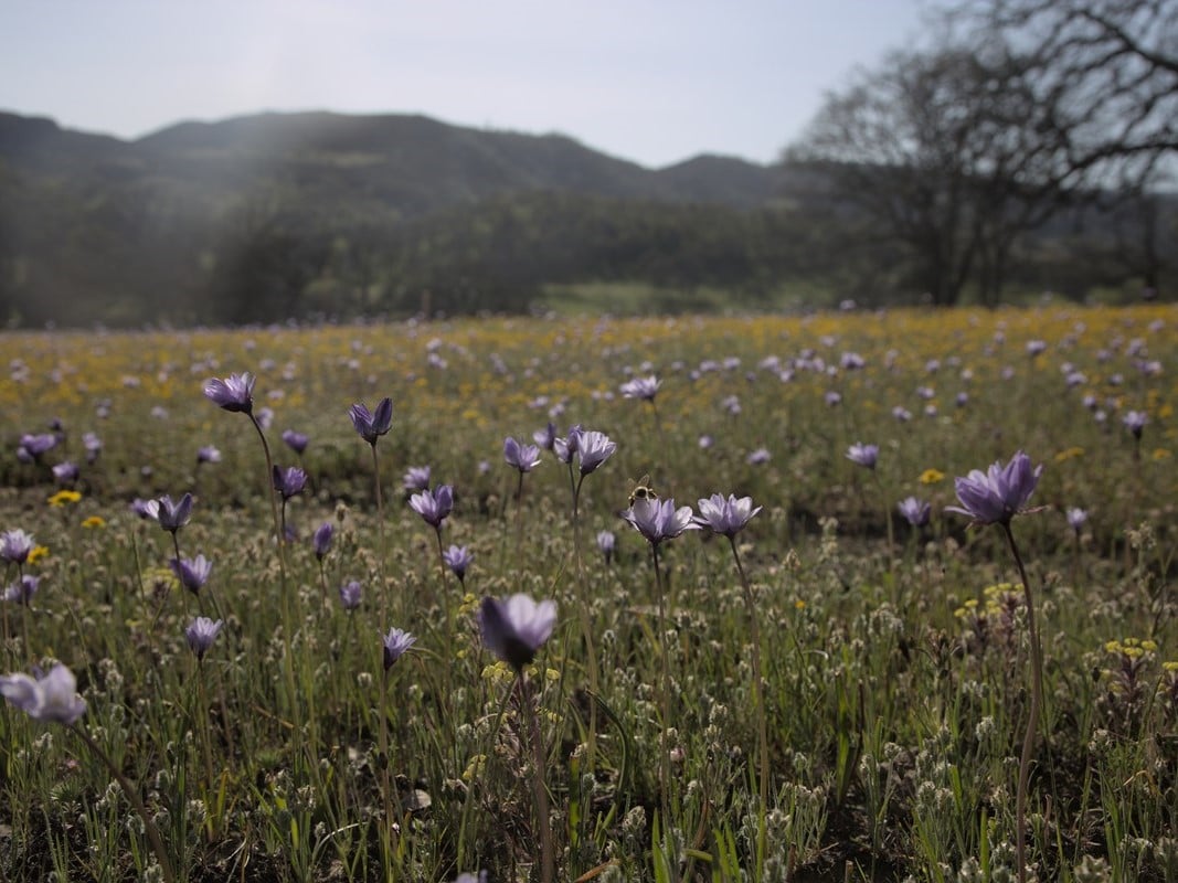 A view from the blossoming foothills beside the ridge known as Molok Luyuk on April 14, 2023.