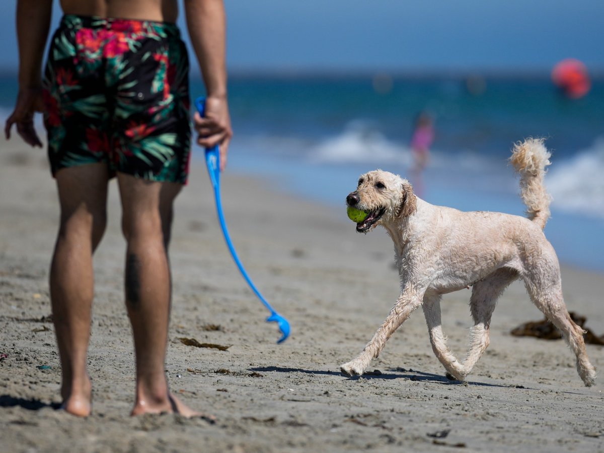 A dog returns its ball to a man on a beach on Thursday, July 20, 2023, in Long Beach, Calif.