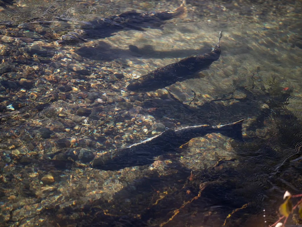 Chinook Salmon swimming along the Scott River on Oct. 30, 2023.