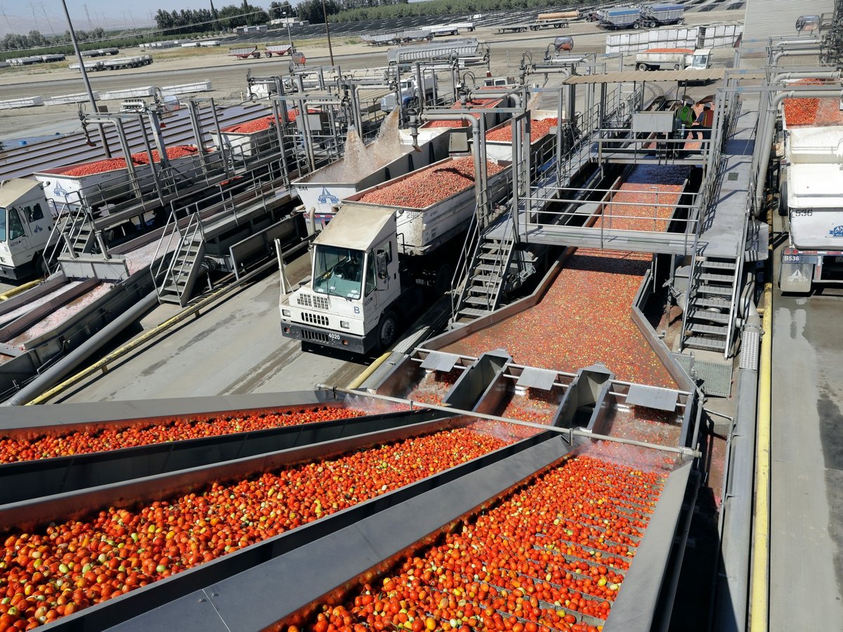 In this Sept, 17, 2018, file photo tomatoes go through a washing process at the Los Gatos Tomato Products plant in Huron, Calif.