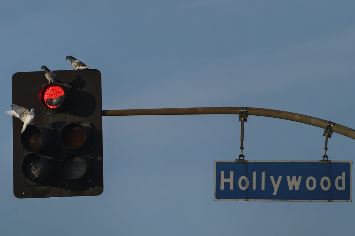 Pigeons gather on a red light on Hollywood Blvd., in Los Angeles Tuesday, Jan. 5, 2021.