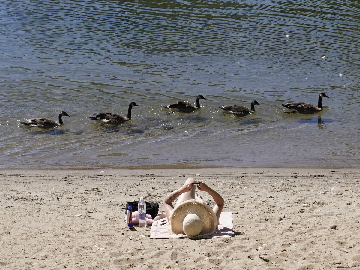Geese pass a beachgoer as they float down the American River at Discovery Park in Sacramento, Calif., Wednesday, July 20, 2022.