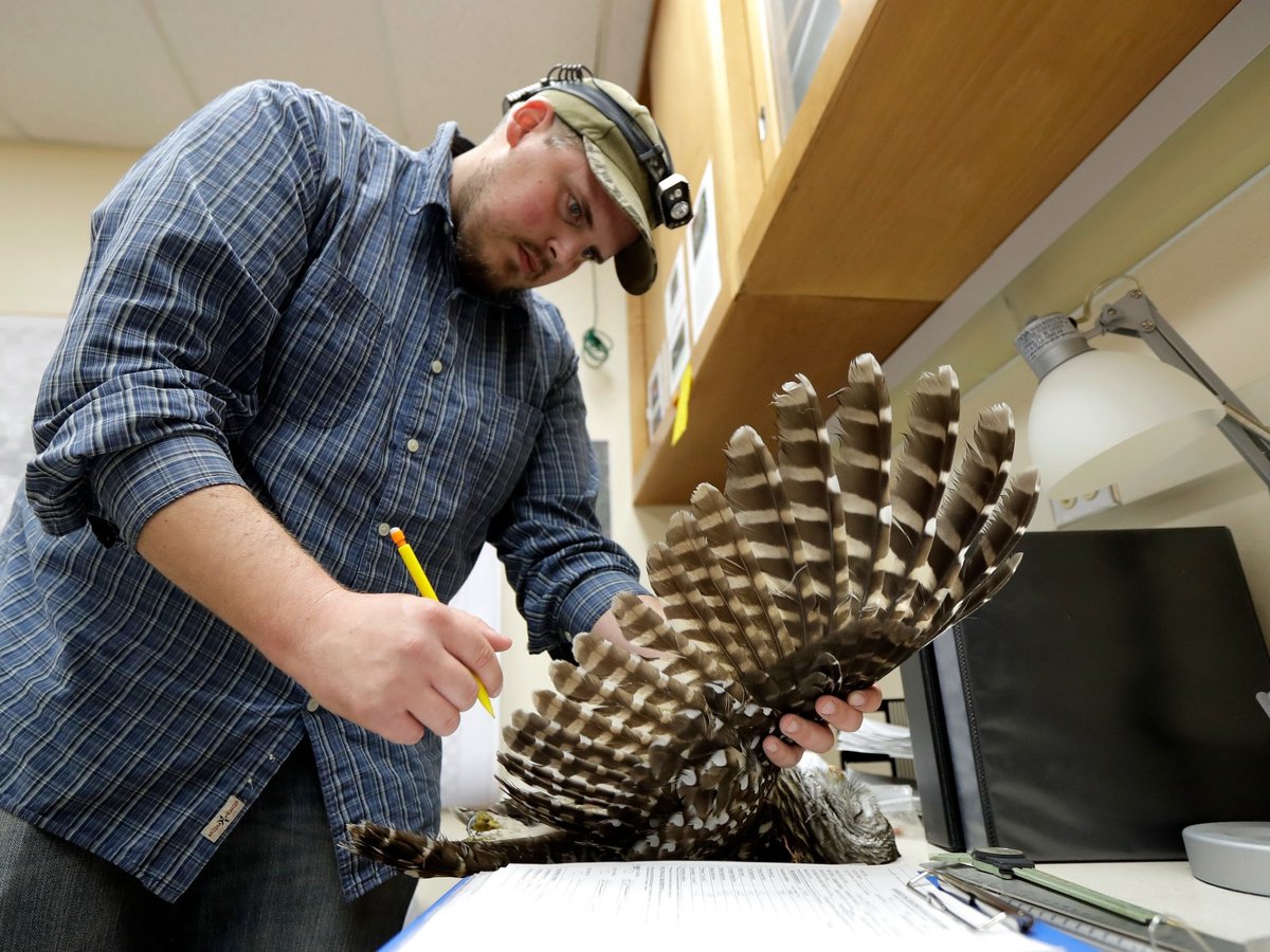 Wildlife technician Jordan Hazan records data in a lab from a male barred owl he shot earlier in the night, Oct. 24, 2018, in Corvallis, Ore.