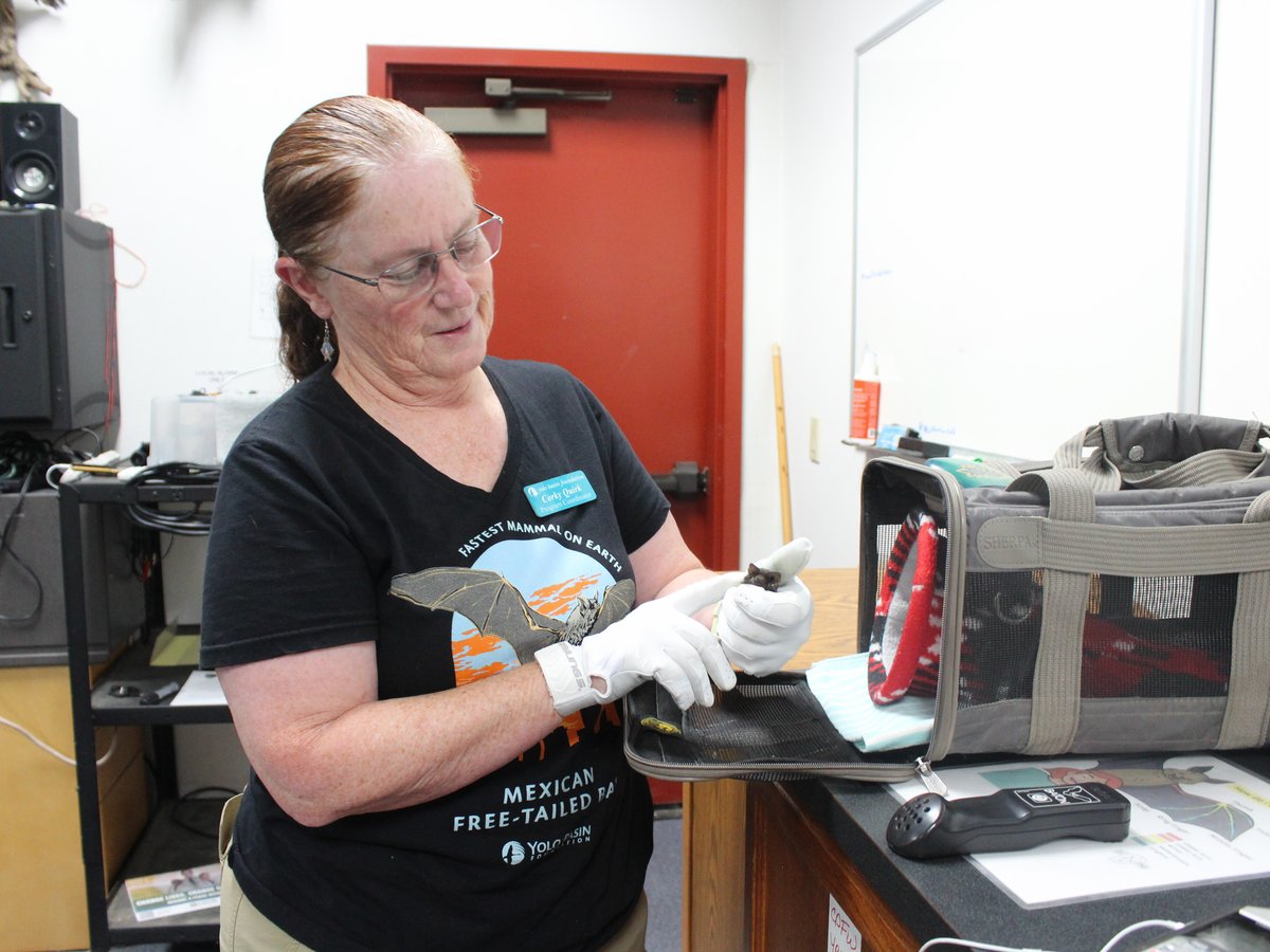 Corky Quirk has led bat tours with the Yolo Basin Foundation since 2004. She says this year marks her 20th summer giving the tours.