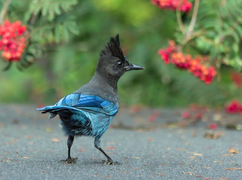 The Steller’s Jay—and dozens more—could get a new name soon under a controversial proposal by the American Ornithological Society to re-name all birds named after people.