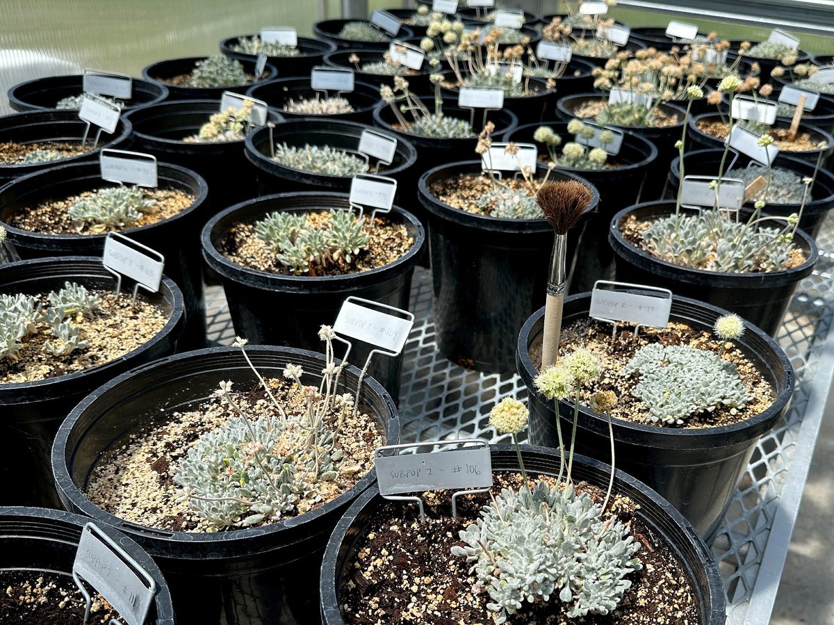 Tiehm's buckwheat grows in a greenhouse in Gardnerville, Nevada, Tuesday, May 21, 2024.