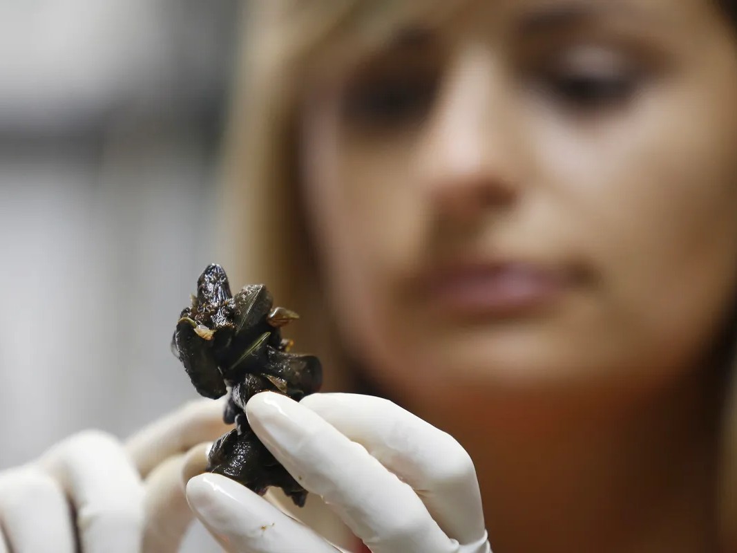 Brazilian researcher Marcela Uliano da Silva shows samples of the golden mussel at the Carlos Chagas Filho Biophysics Institute in Rio de Janeiro, Brazil, in 2015.