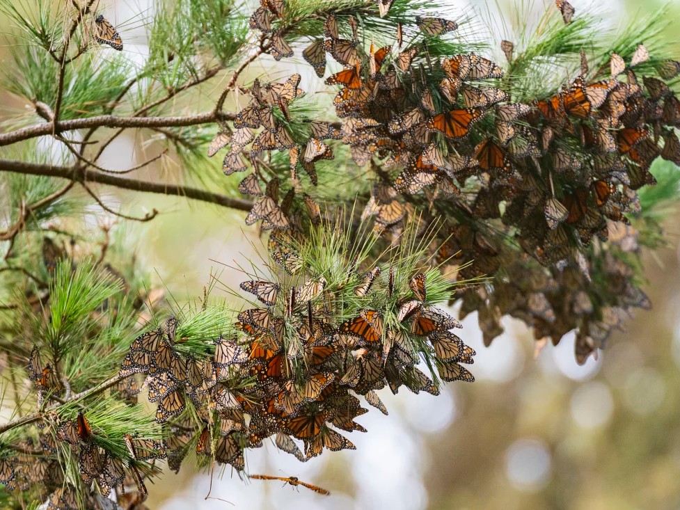 Butterflies sit on a pine tree at Monarch Grove Sanctuary in Pacific Grove, Calif. Researchers say that the population of western monarch butterflies is well below what it used to be.