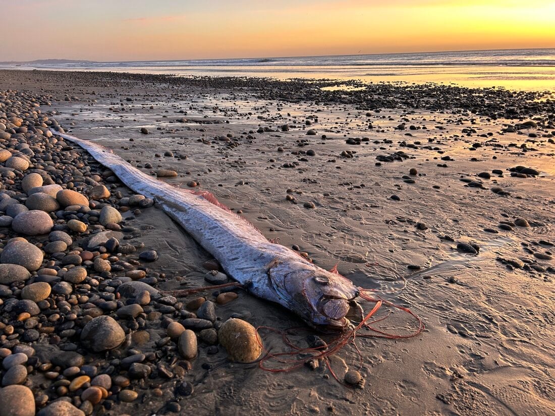 Scripps Oceanography Ph.D. candidate Alison Laferriere spotted an oarfish washed up on Grandview Beach in Encinitas, Calif., this month. It was the third found in Southern California since August.