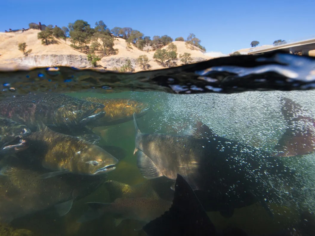 Adult fall-run Chinook salmon congregate near the Nimbus Hatchery Fish Ladder on the American River in Sacramento County on Oct. 15, 2012.