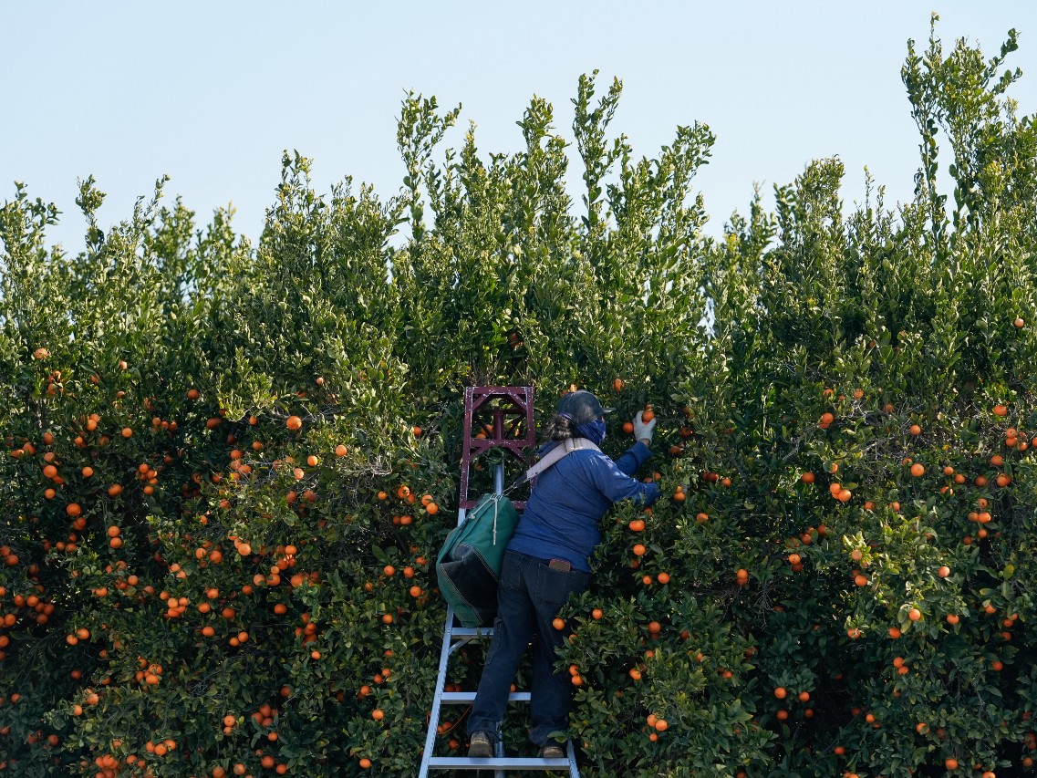 A farmworker picks fruit at a citrus farm in Kern County, Calif., Monday, Jan. 20, 2025.