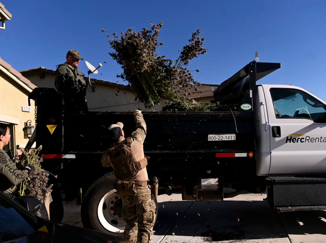 In much of the U.S., illegal cannabis outcompetes legal weed sold in licensed shops. Officers with the law enforcement division of the California Department of Cannabis Control confiscate unlicensed marijuana plants in Fairfield, Calif. on Jan 9.